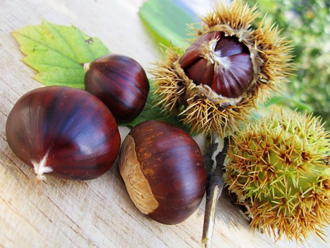 The Global Context of Chestnuts